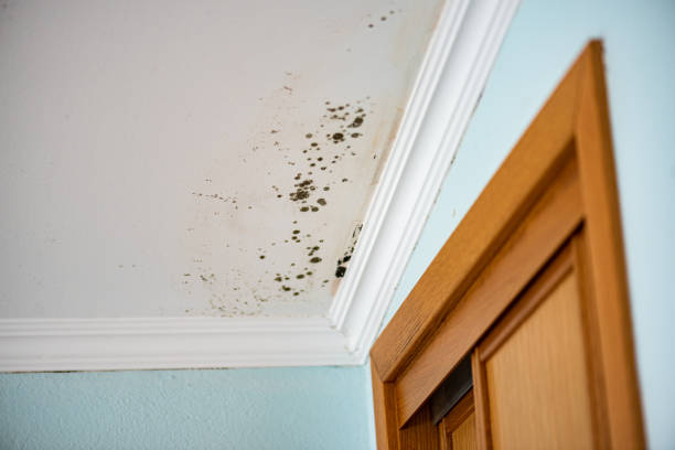 Best Crawl Space Mold Removal  in Huachuca City, AZ