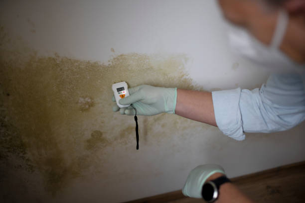 Best Local Mold Removal Service  in Huachuca City, AZ