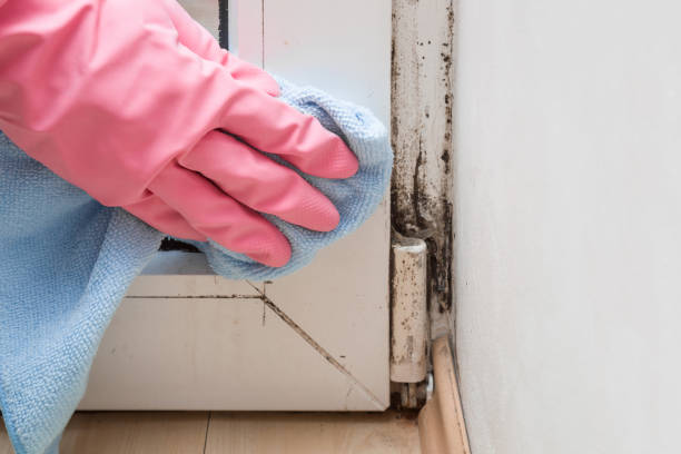 Best Crawl Space Mold Removal  in Huachuca City, AZ