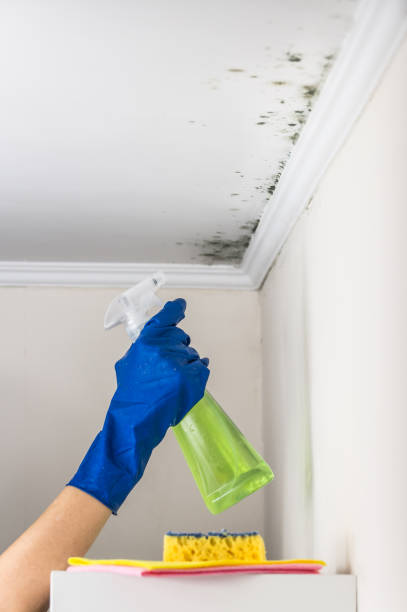 Best Residential Mold Removal  in Huachuca City, AZ