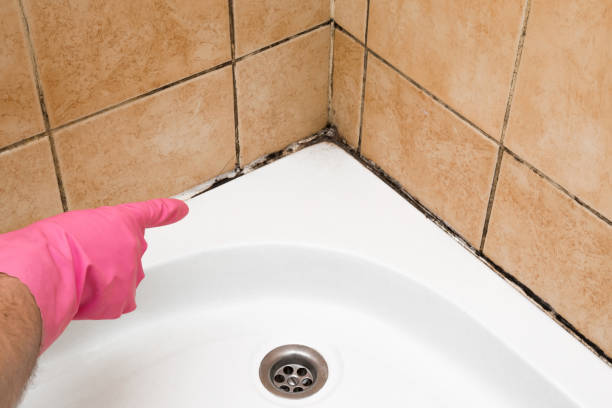 Crawl Space Mold Removal in Huachuca City, AZ